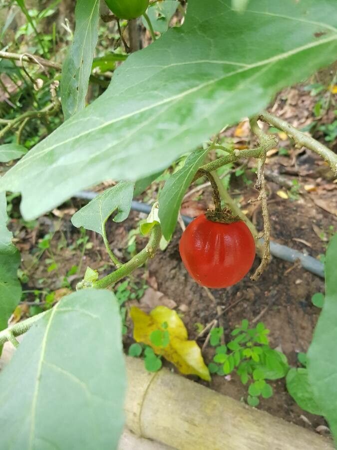 Solanum aethiopicum fruit