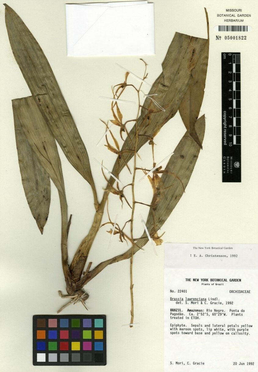 Brassia cochleata other