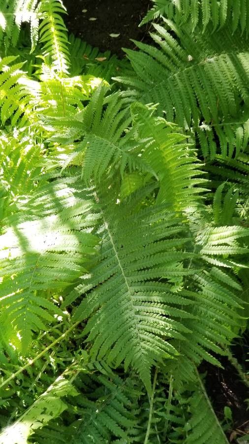 Matteuccia struthiopteris