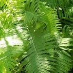 Matteuccia struthiopteris