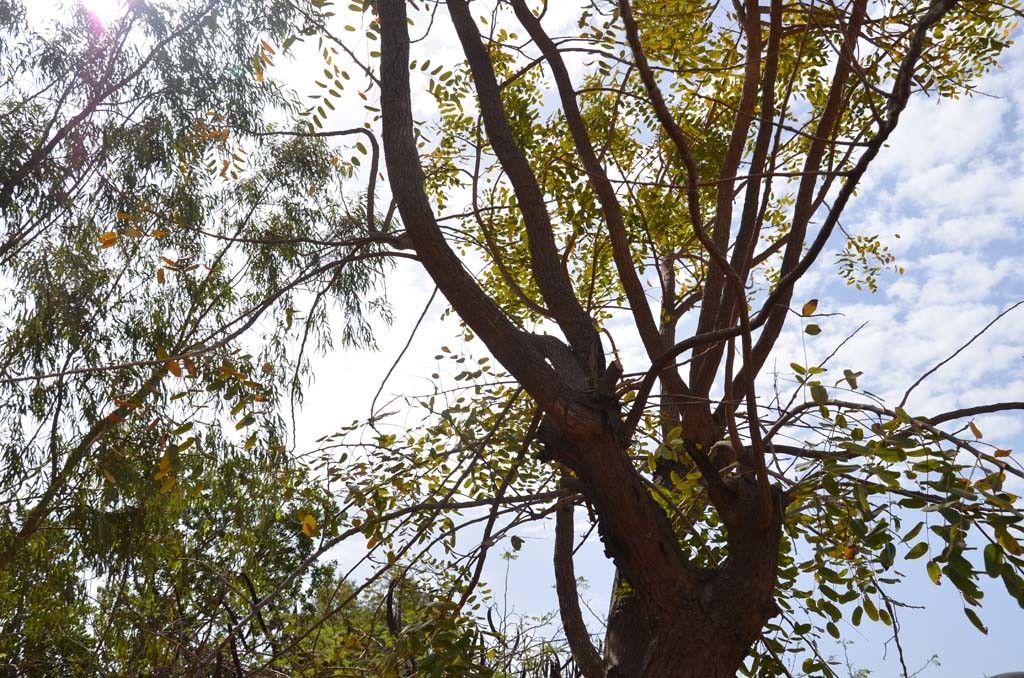 Cordyla pinnata habit