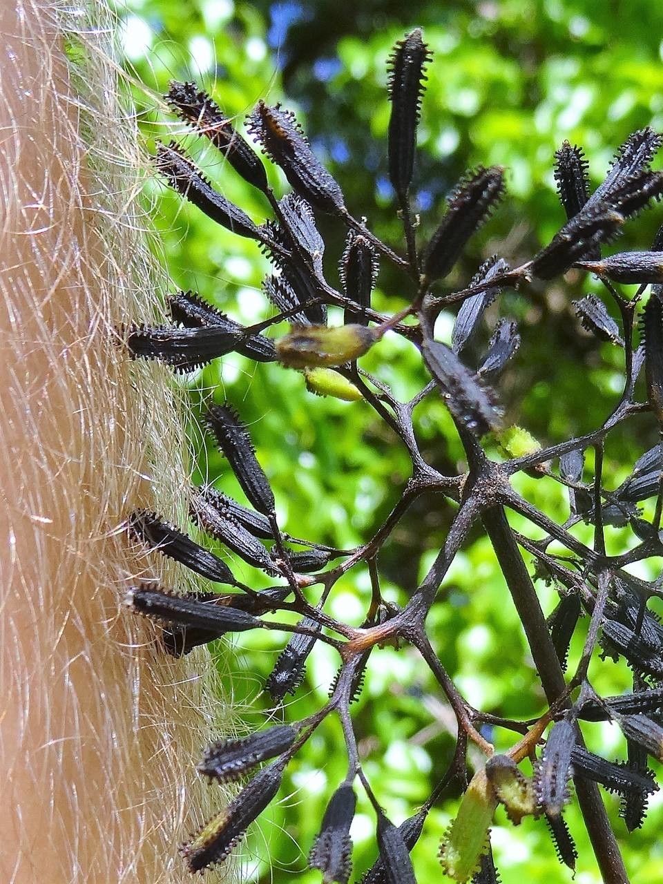 Pisonia subcordata fruit