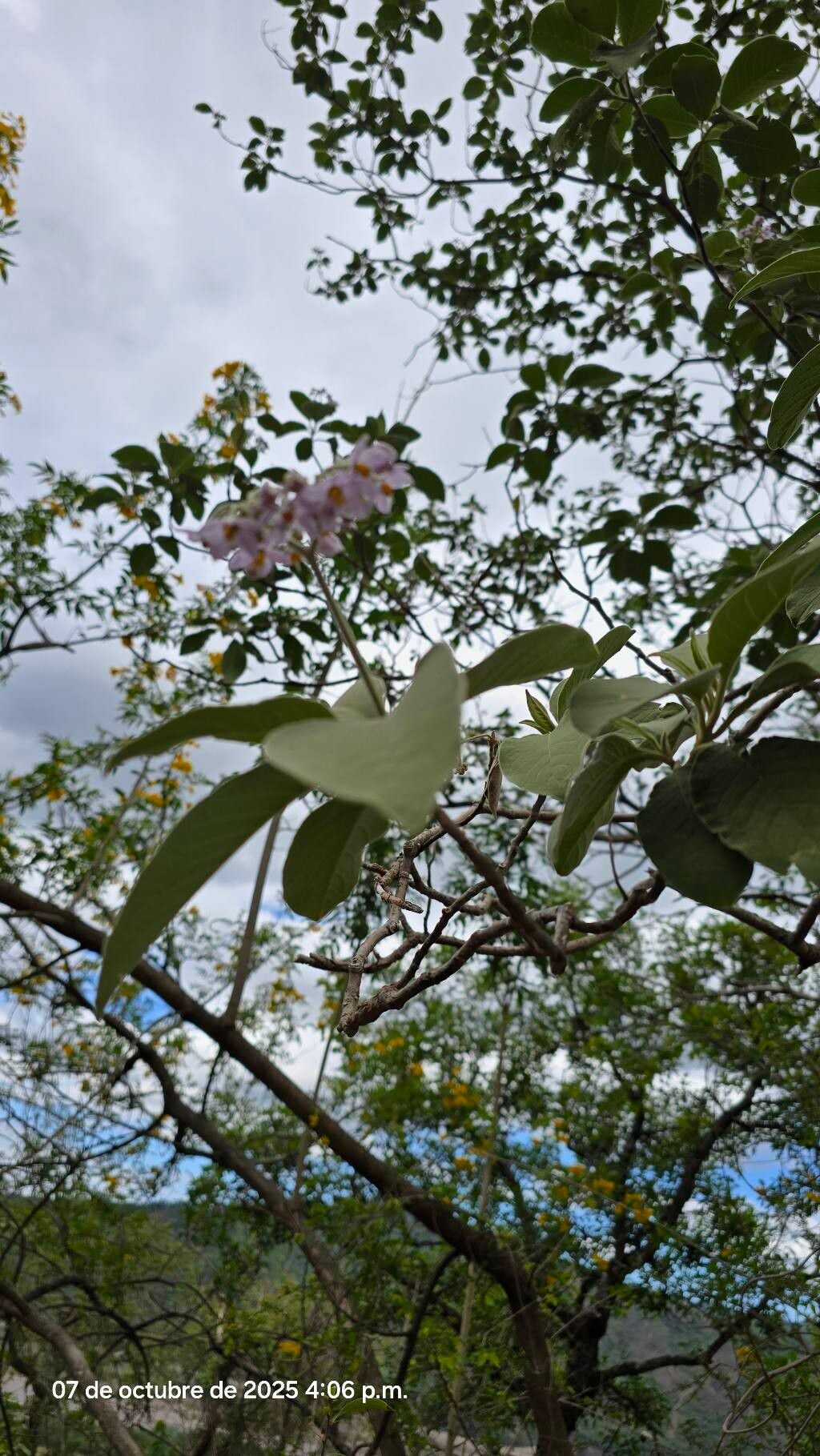 Solanum riparium habit