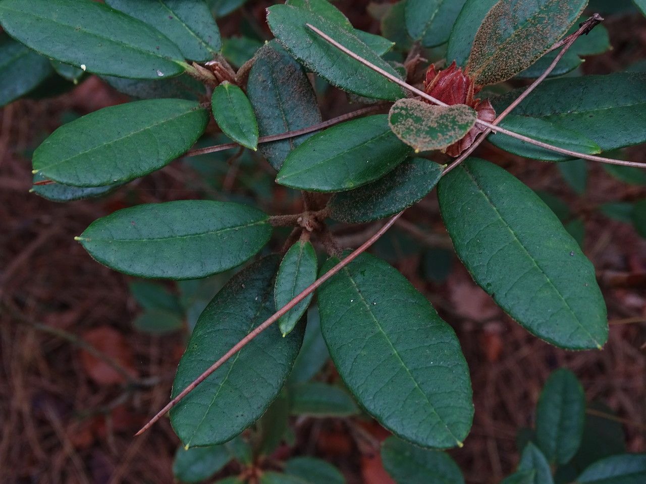 Rhododendron beanianum — houseplant care guide