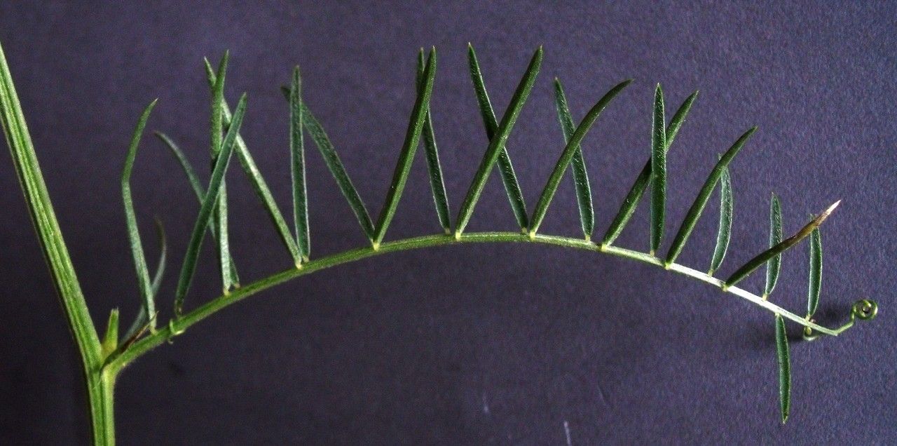 Vicia dalmatica — houseplant care guide