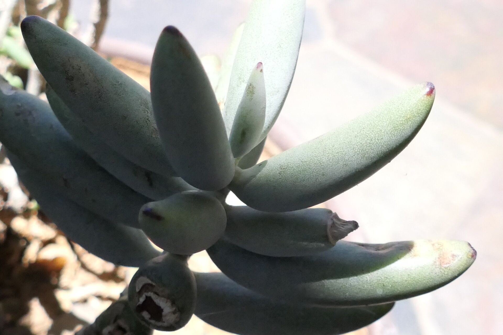 Crassula sericea — houseplant care guide