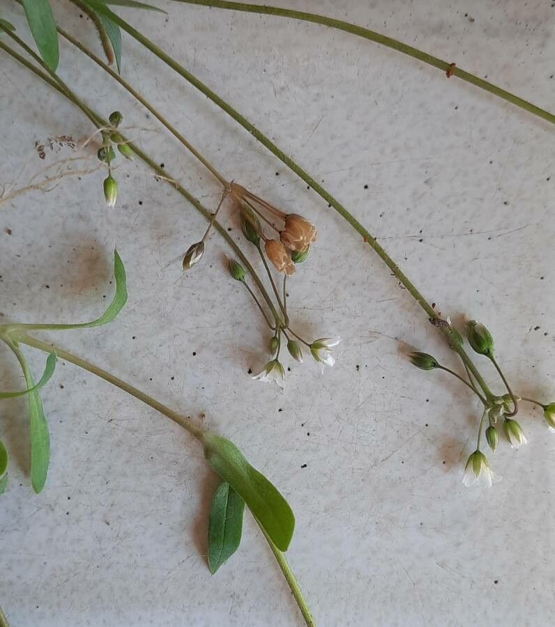 Holosteum umbellatum leaf