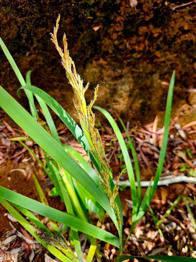 Machaerina deplanchei — related species from the same genus