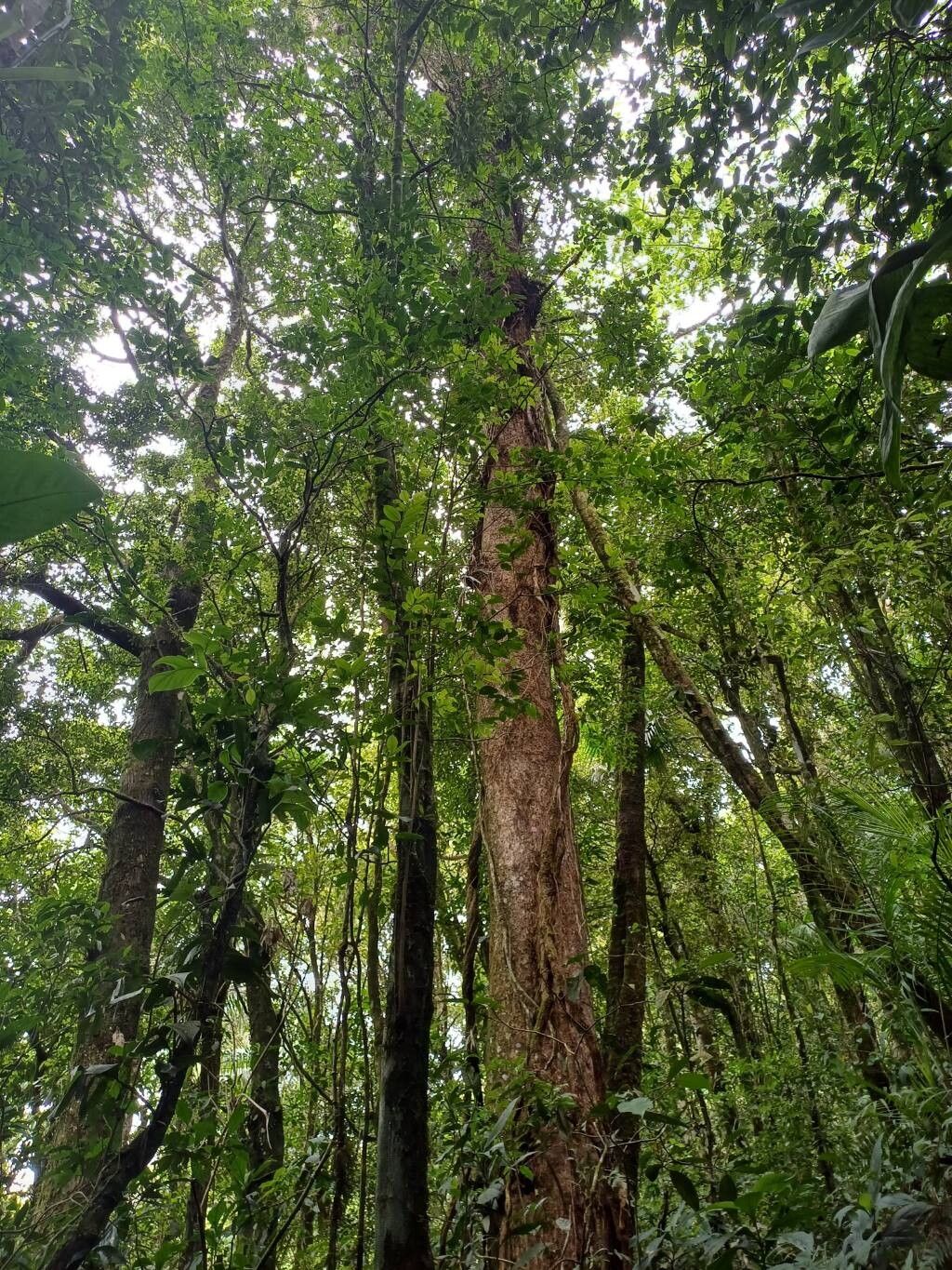 Jupunba idiopoda bark