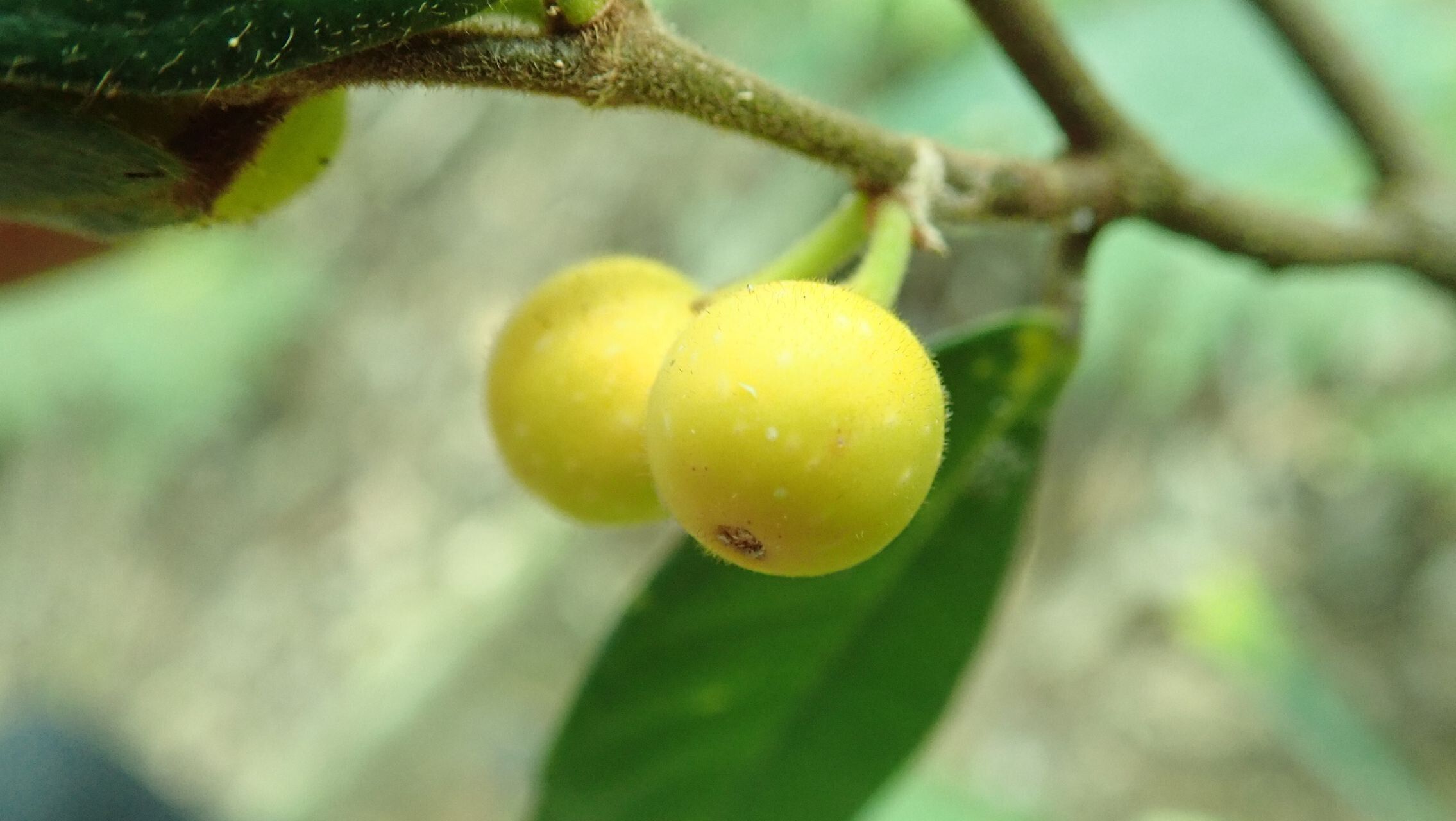 Ficus versicolor fruit