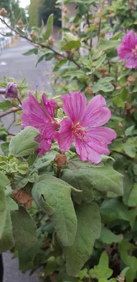 Lavatera olbia flower