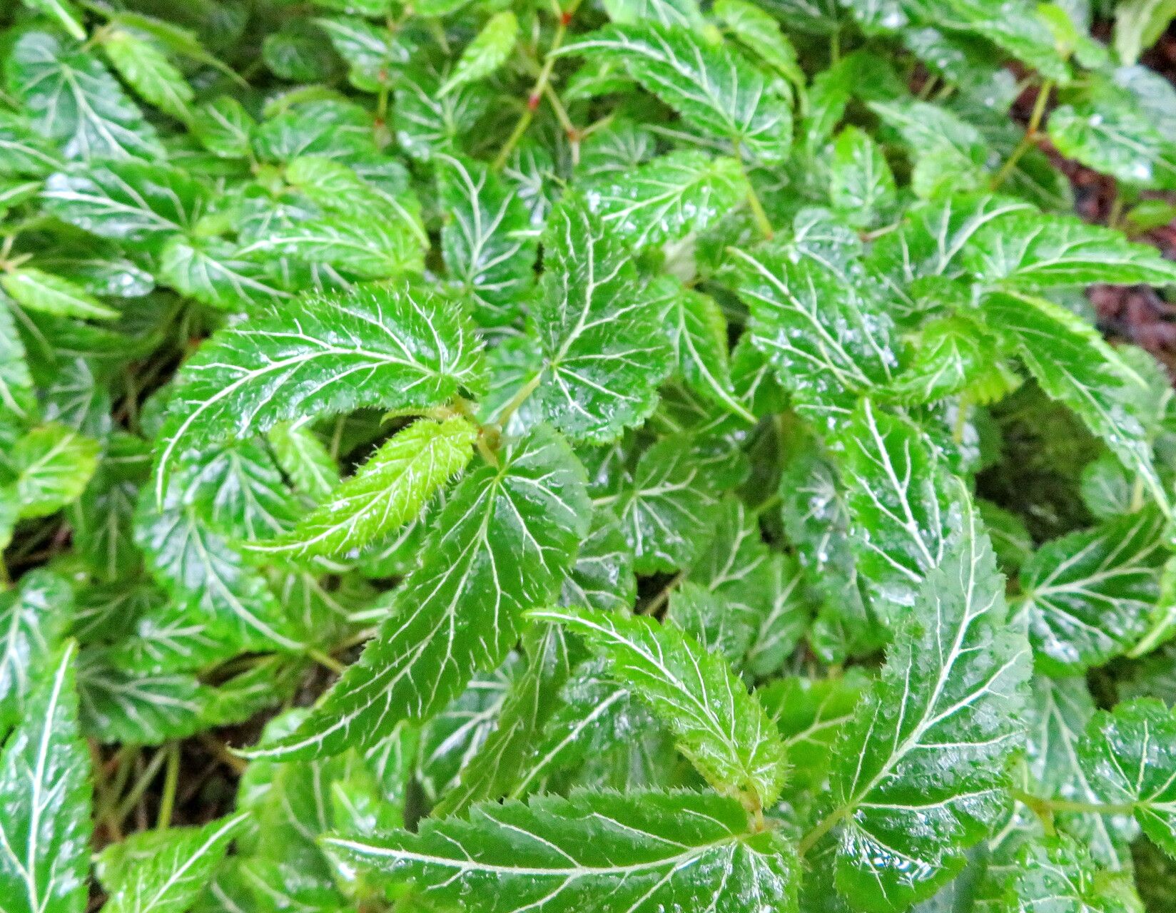 Begonia vareschii leaf