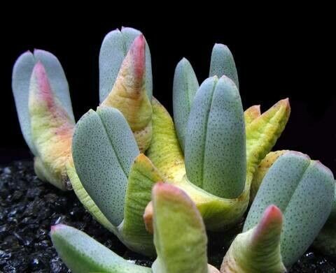 Cheiridopsis robusta — houseplant care guide