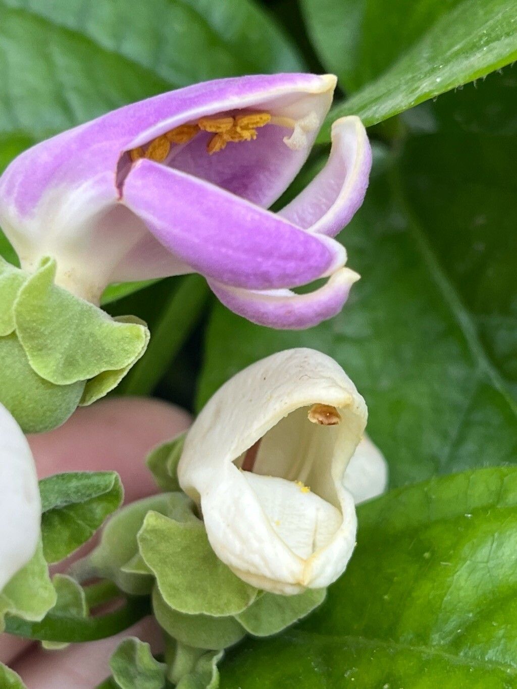 Amphilophium bauhinioides flower