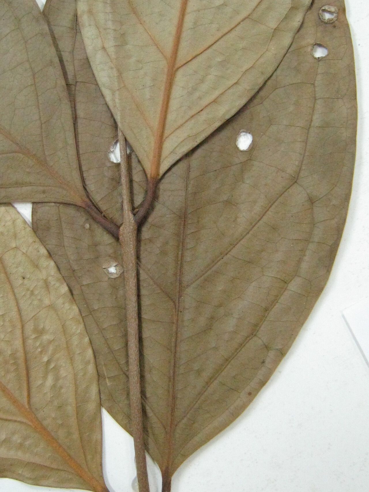 Eugenia anastomosans other