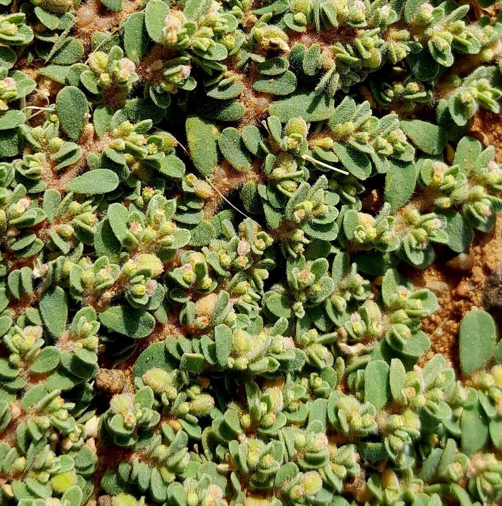 Euphorbia granulata flower