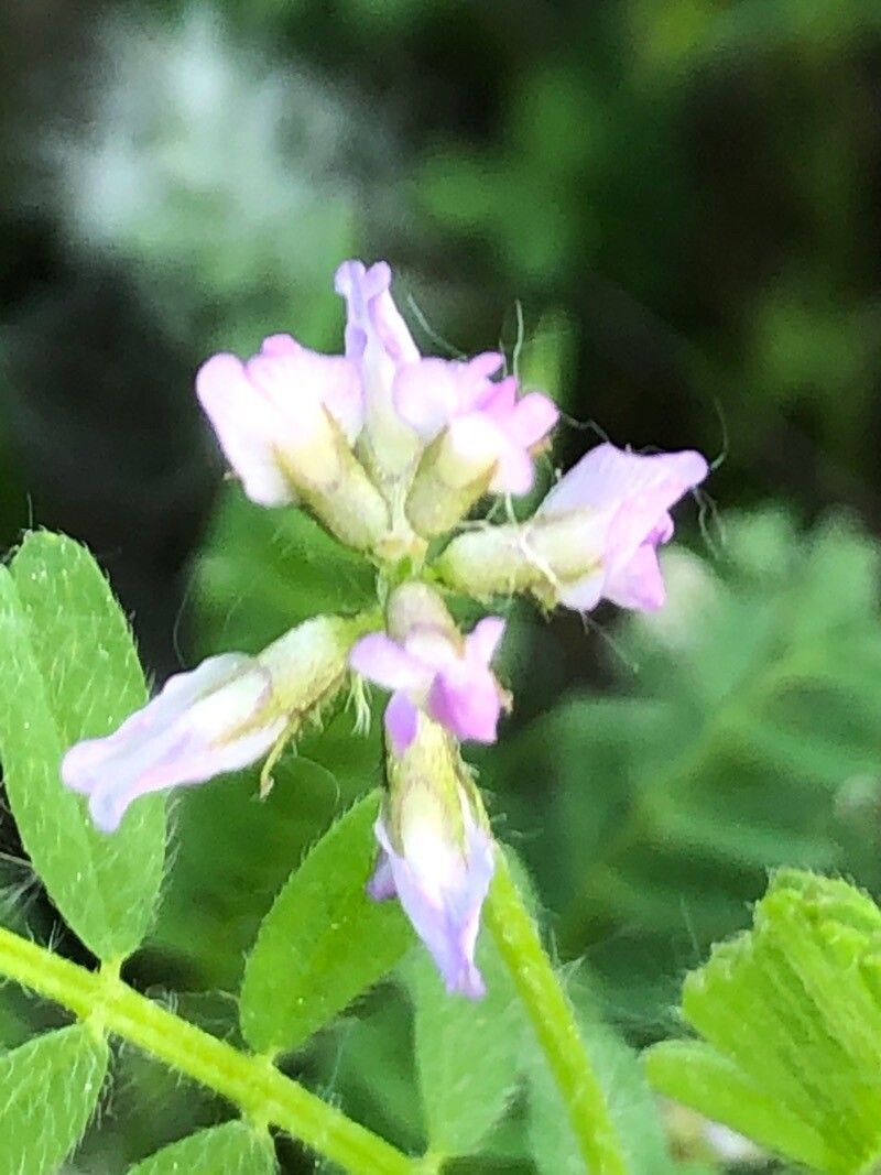 Astragalus pelecinus flower