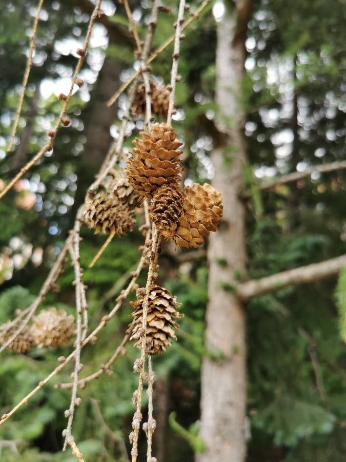 Larix sibirica fruit