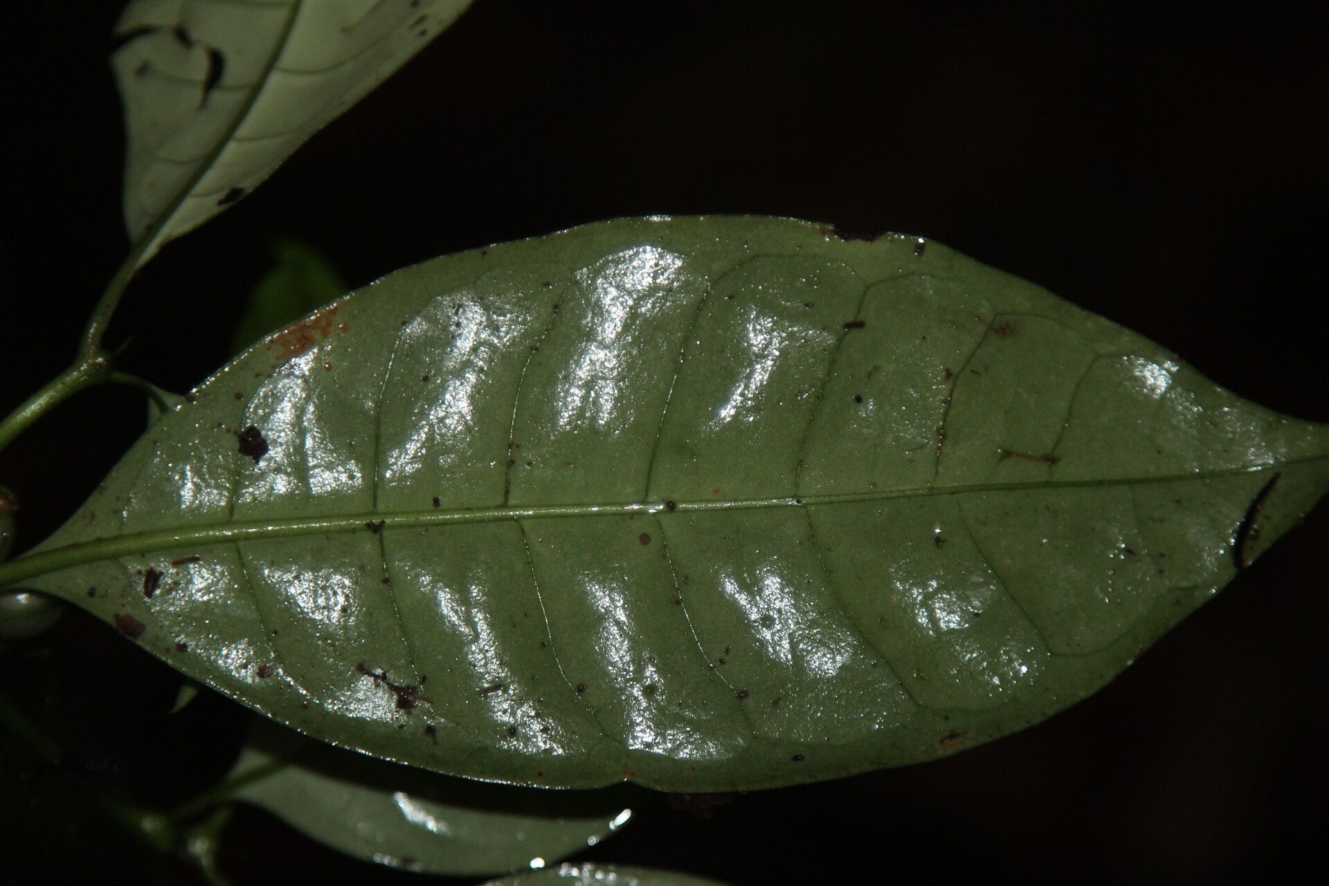 Psychotria varians — houseplant care guide