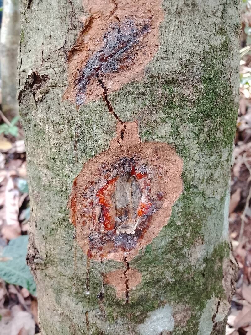 Pachylobus pubescens bark