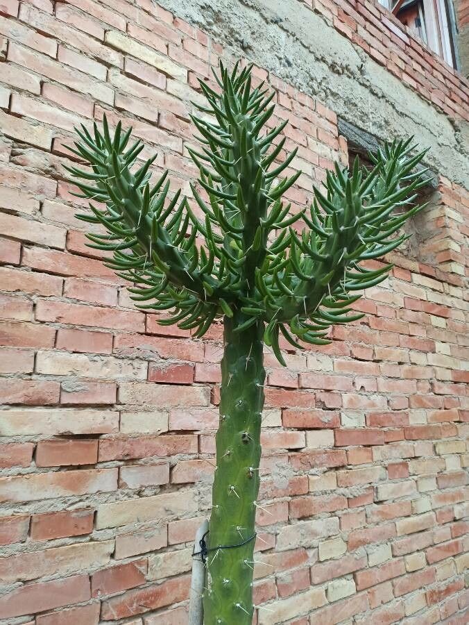 Opuntia subulata leaf