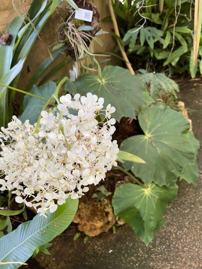 Begonia sericoneura habit