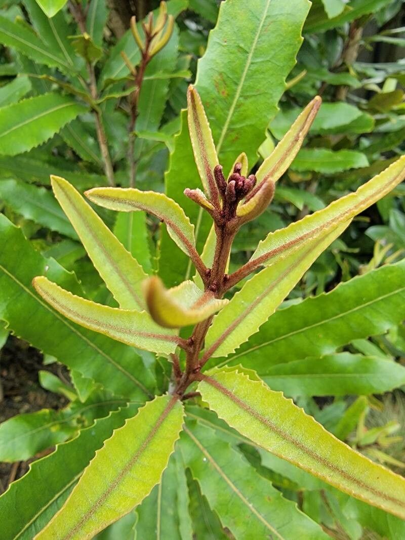 Knightia excelsa — houseplant care guide