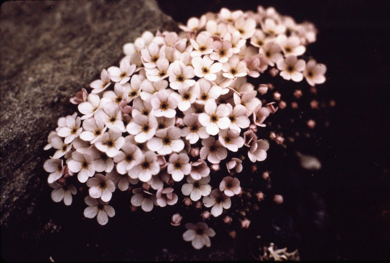 Androsace pubescens flower