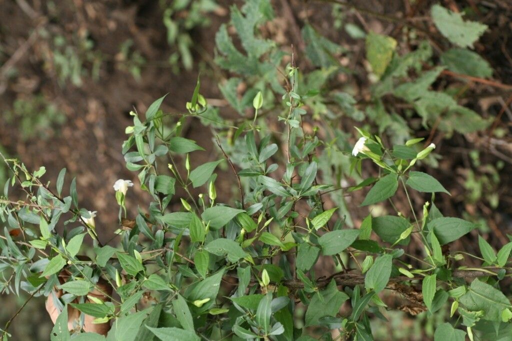 Thunbergia nepalensis habit