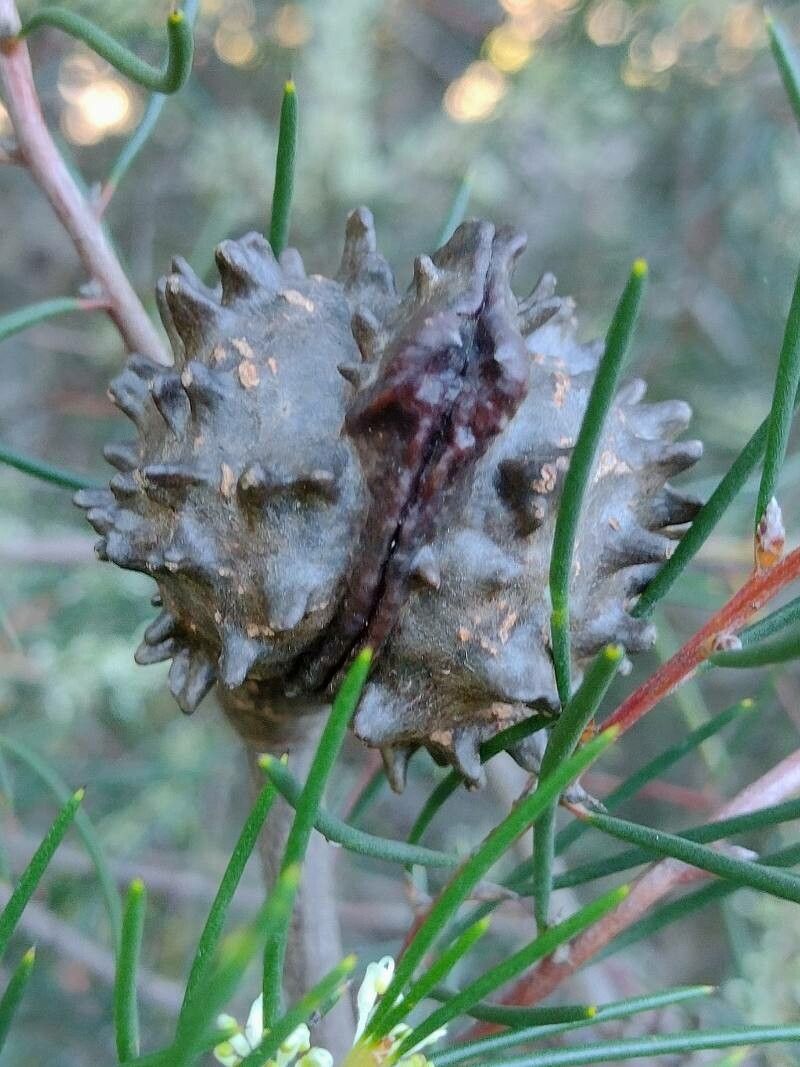 Hakea propinqua fruit