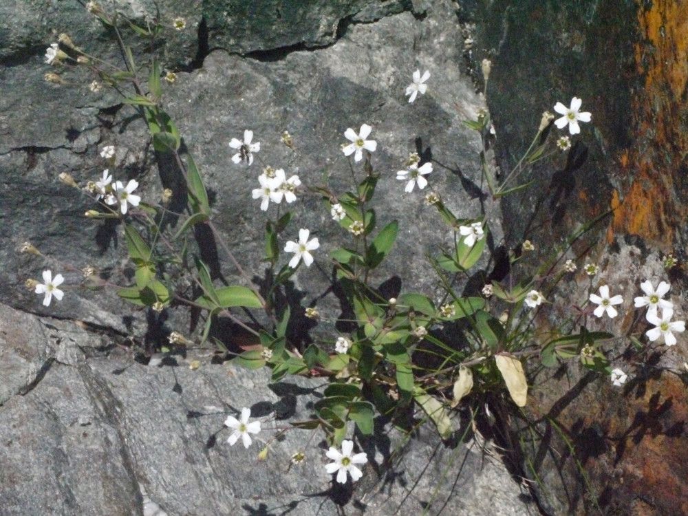 Silene rupestris habit