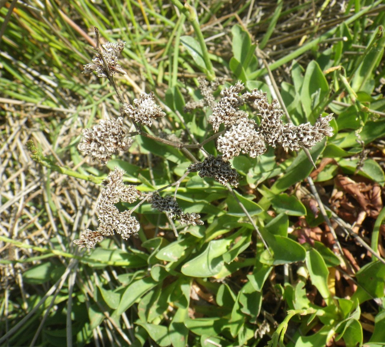 Limonium girardianum fruit