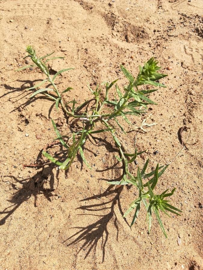 Corispermum pallasii — houseplant care guide