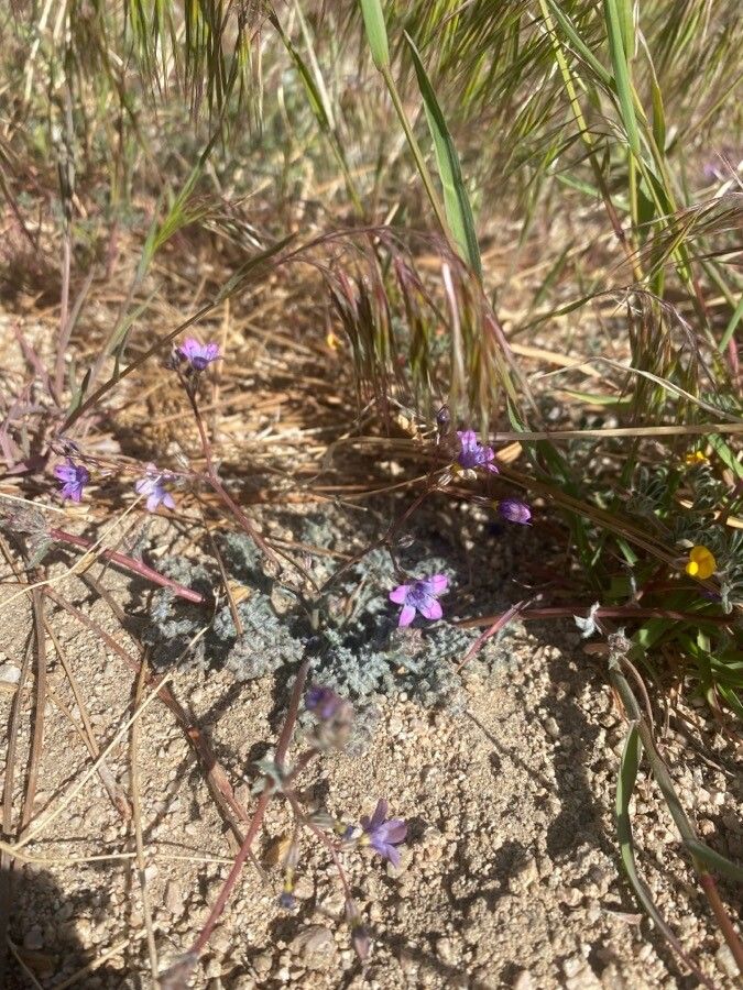 Gilia tenuiflora flower