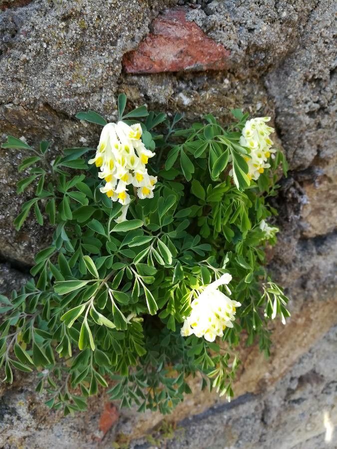 Corydalis ochroleuca flower