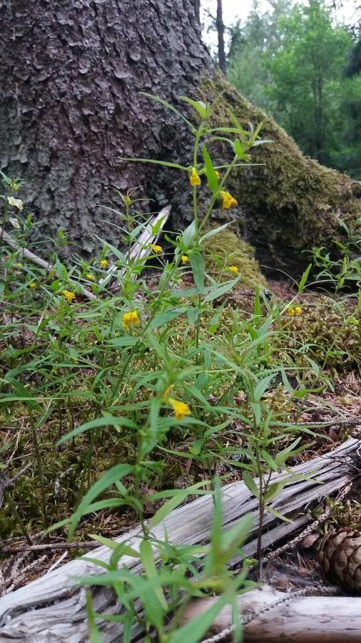 Melampyrum lineare habit