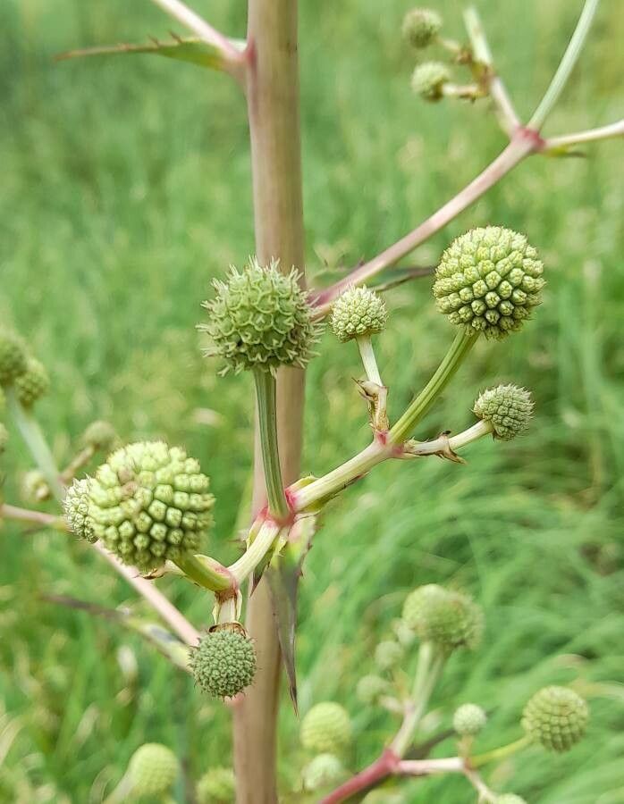 Eryngium horridum flower