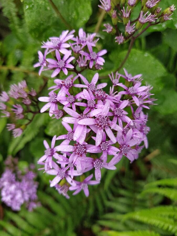 Pericallis papyracea flower
