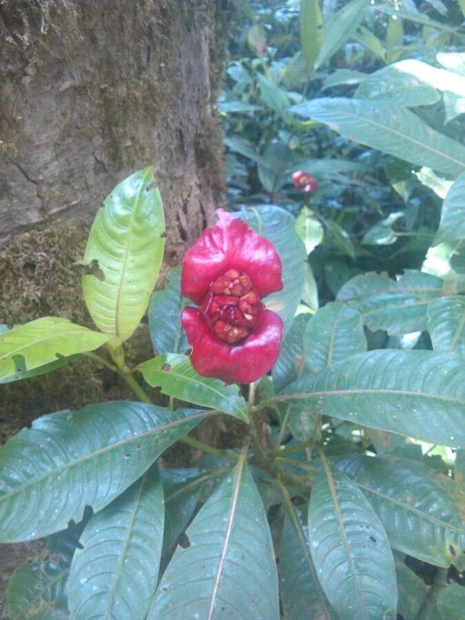Psychotria elata flower