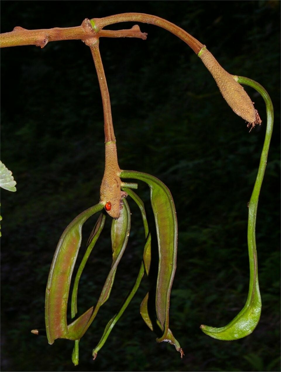 Parkia pectinata — search result for 'Parkia'