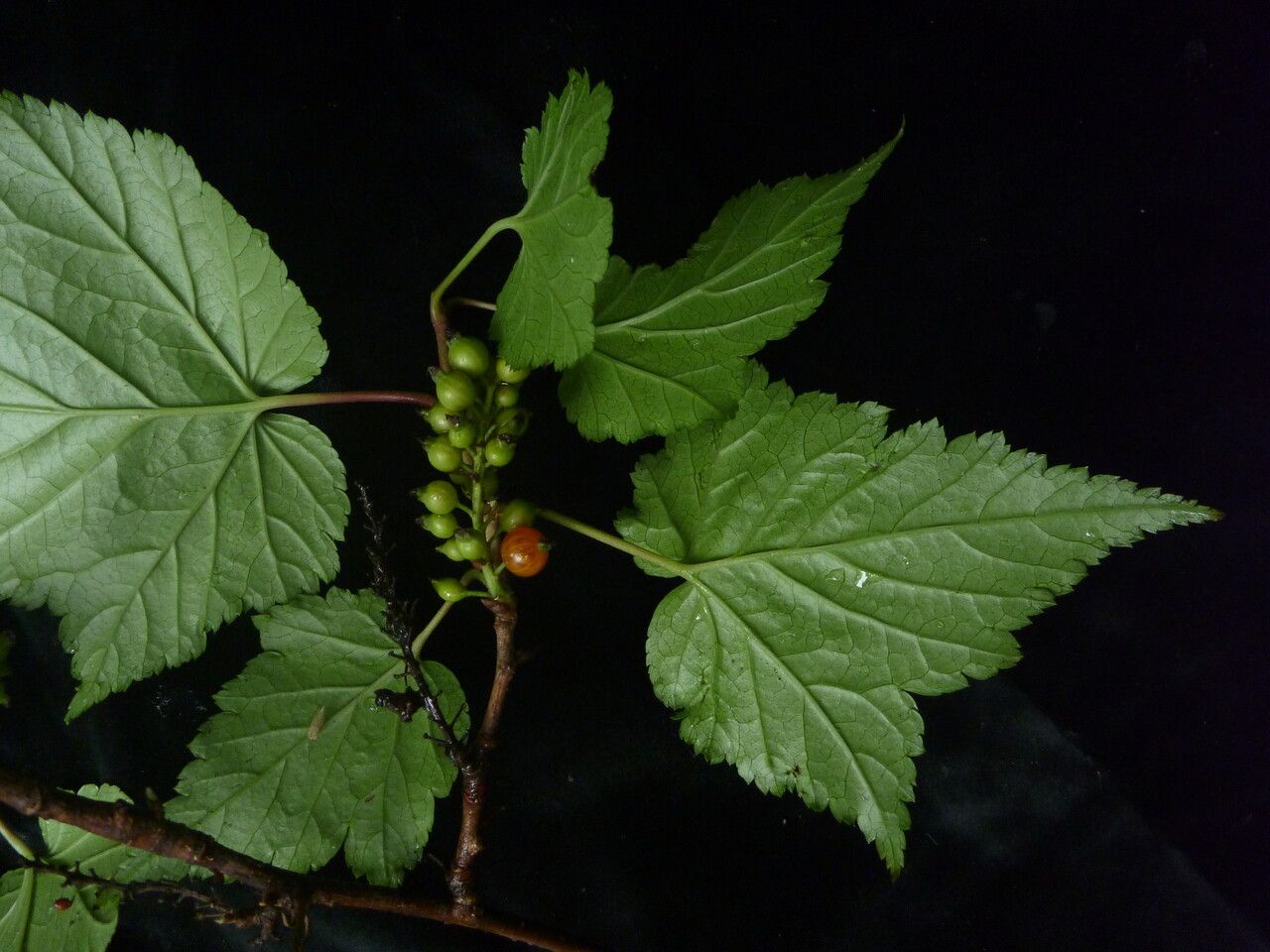 Ribes takare — search result for 'Ribes'