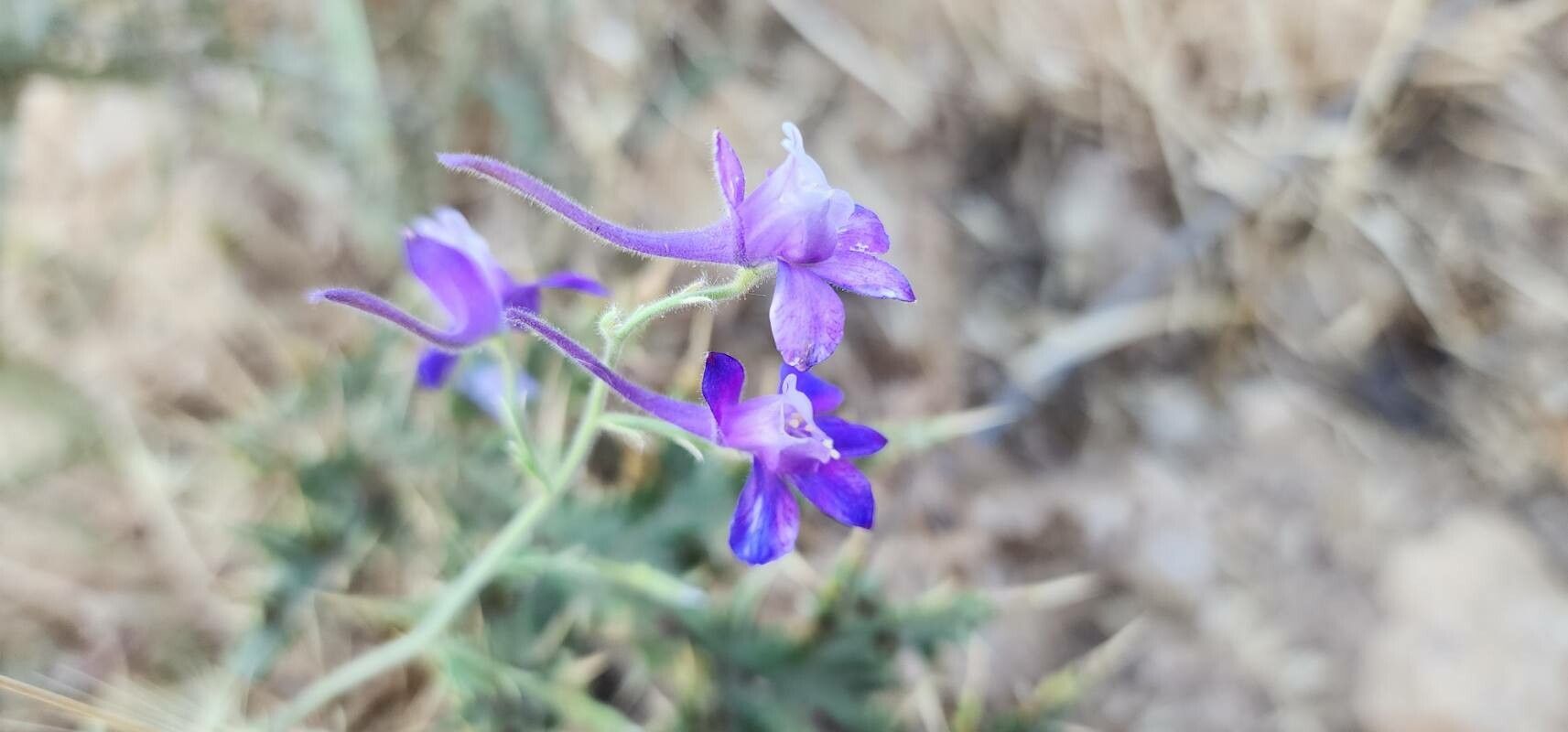 Delphinium oliverianum flower