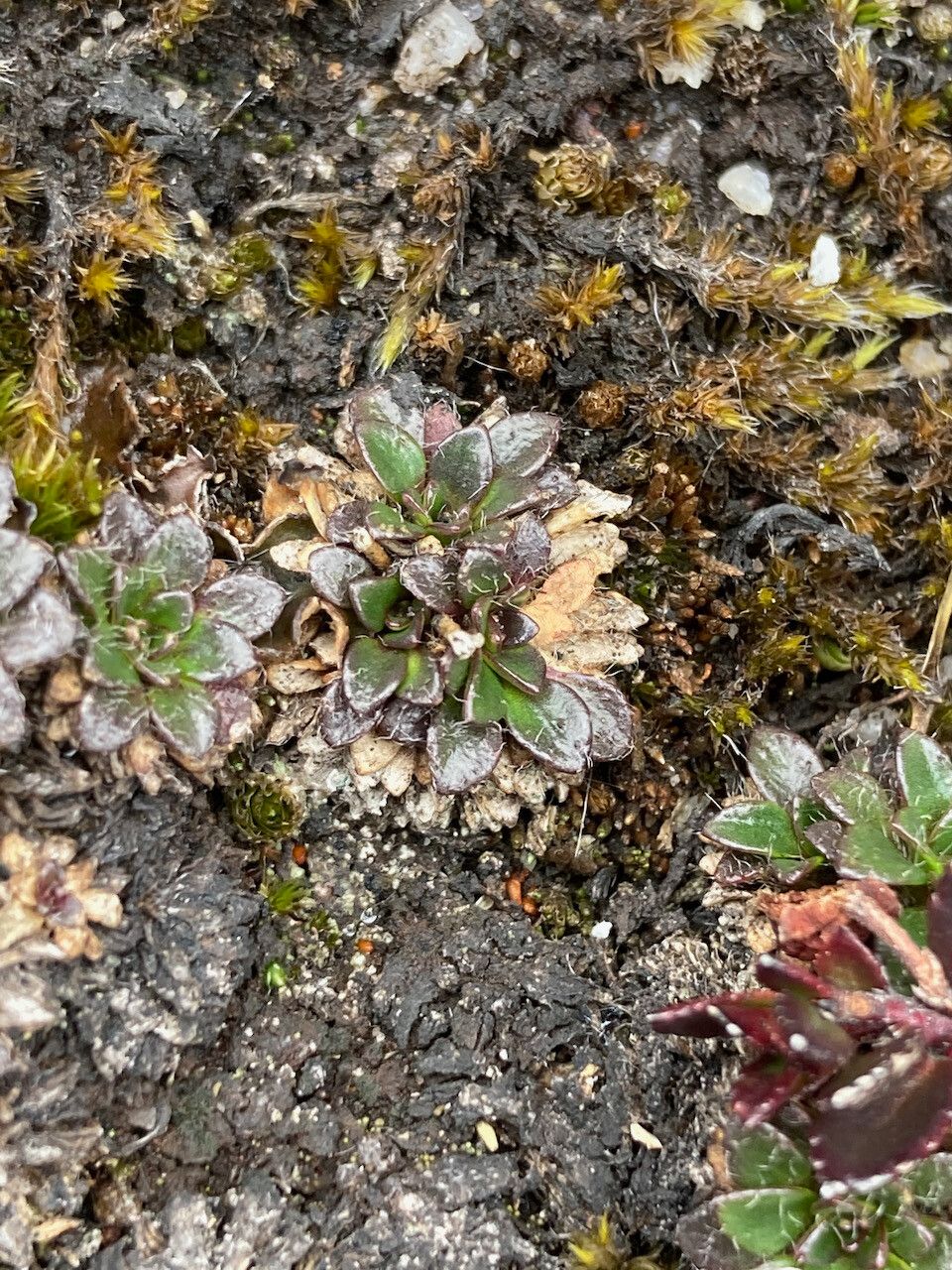 Eudema nubigena leaf