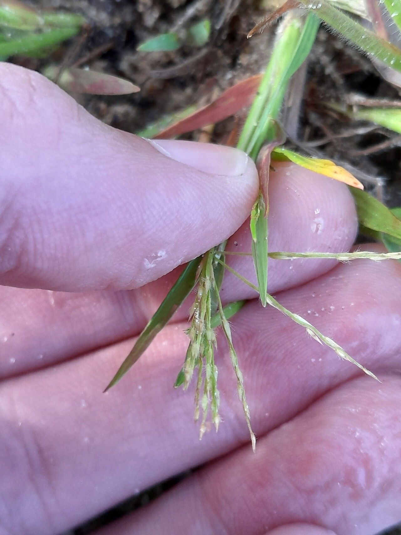 Paspalum stagnophilum flower