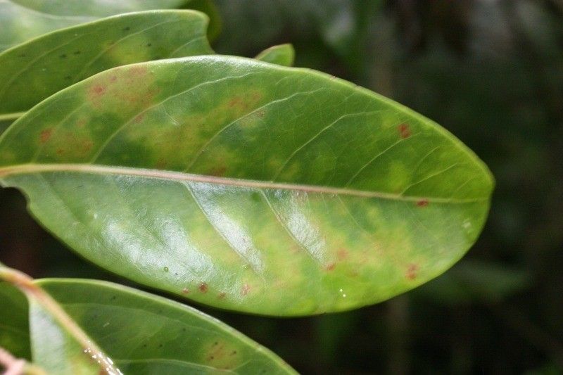 Casearia coriacea — houseplant care guide