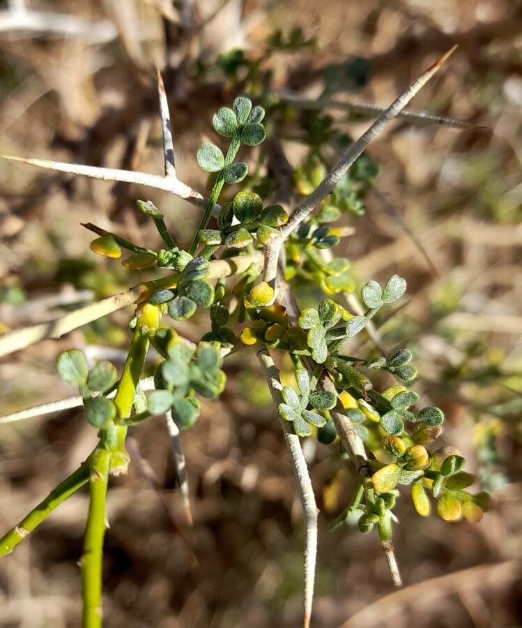 Adesmia trijuga — houseplant care guide