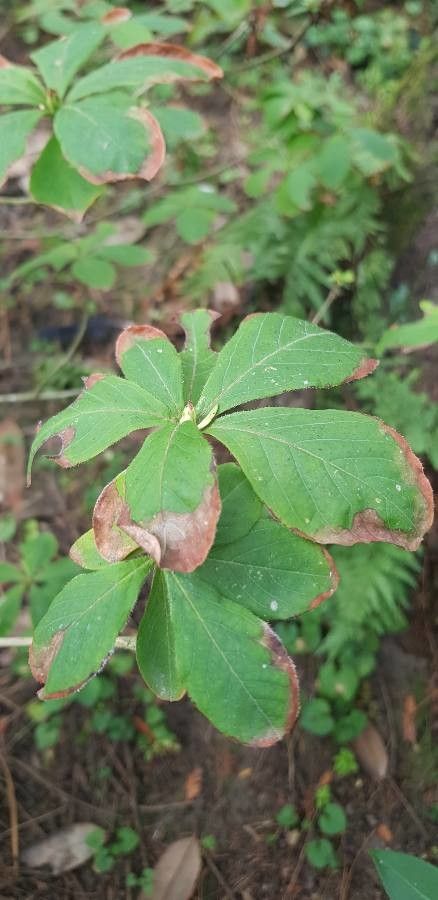 Rhododendron schlippenbachii leaf