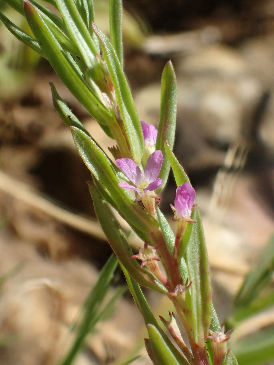 Lythrum hyssopifolia — search result for 'United Kingdom'