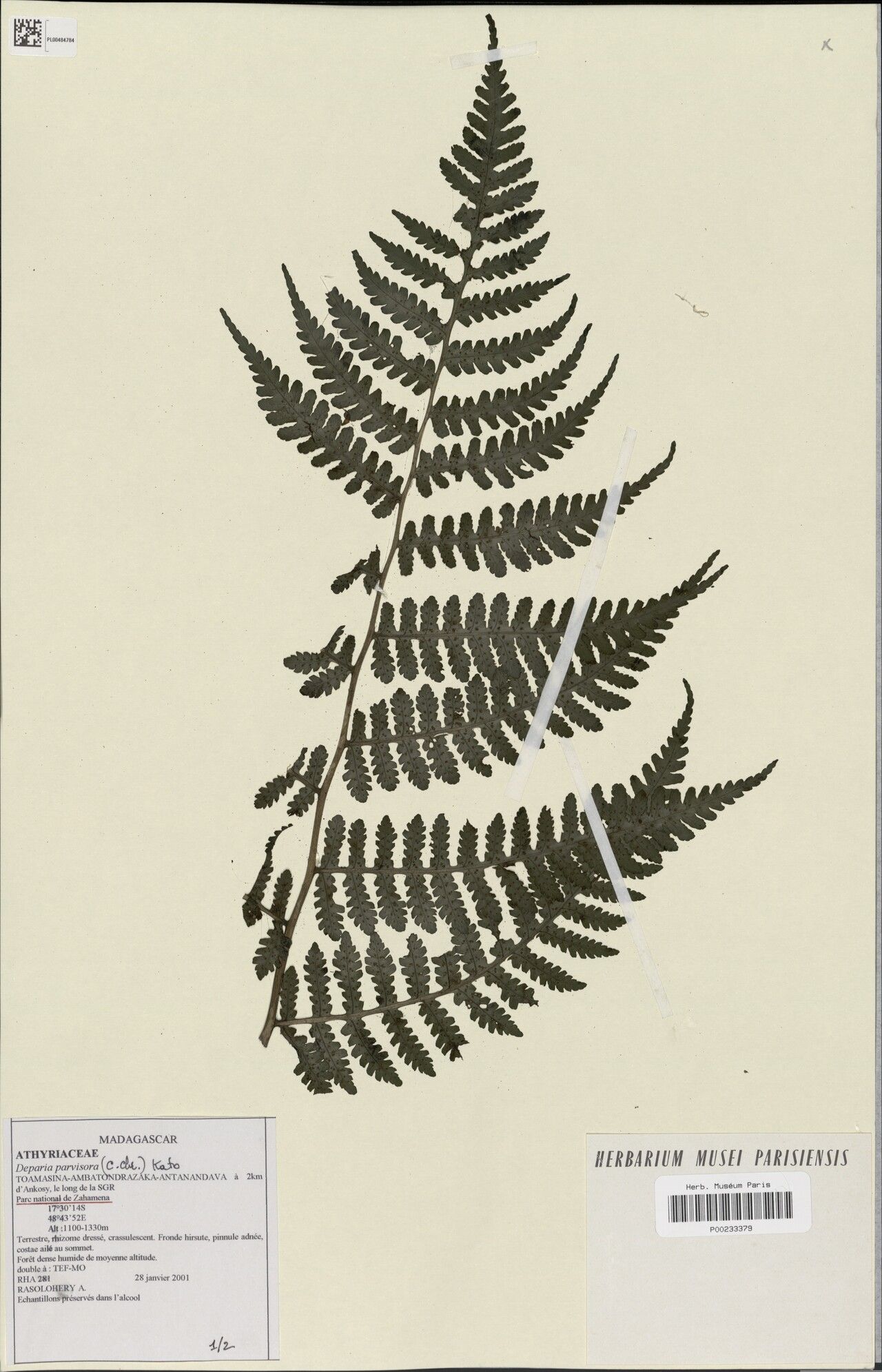 Deparia marojejyensis — houseplant care guide