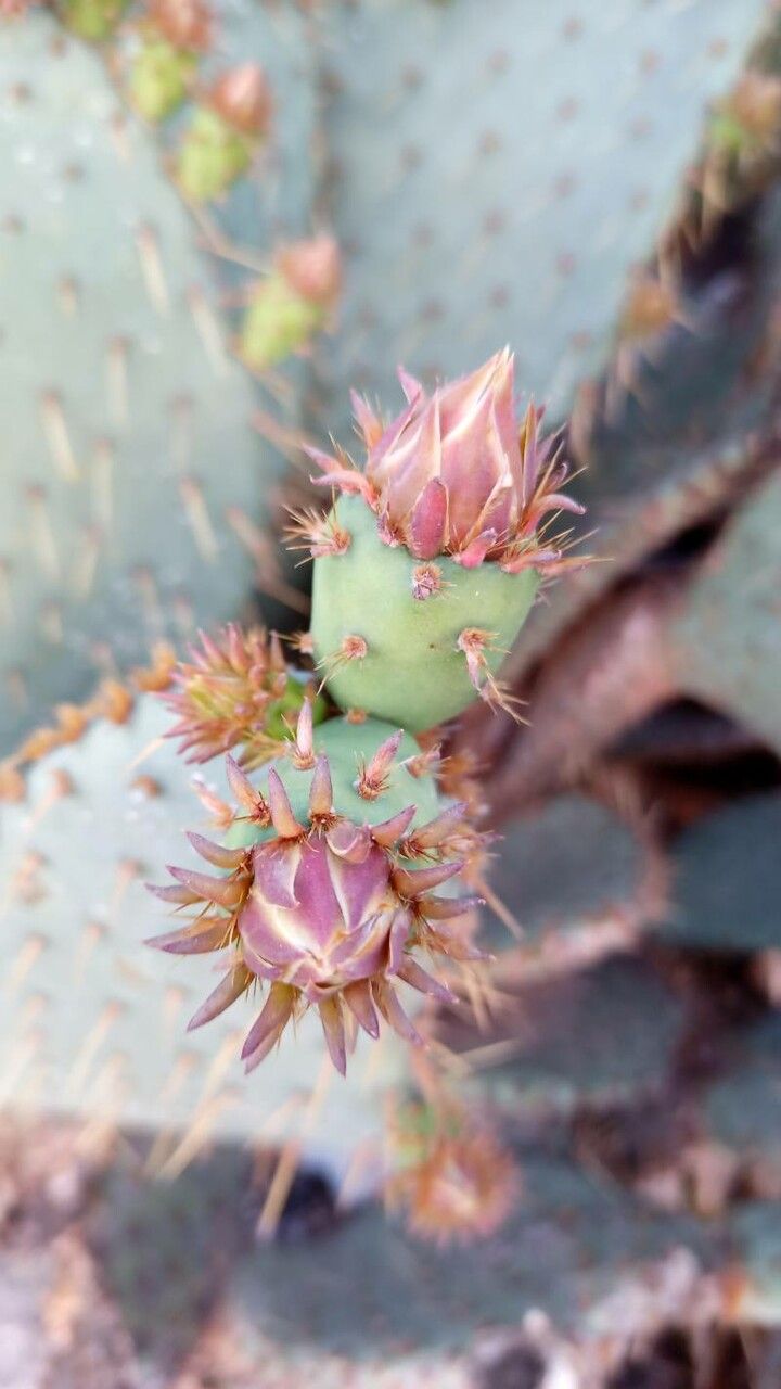 Opuntia aciculata fruit